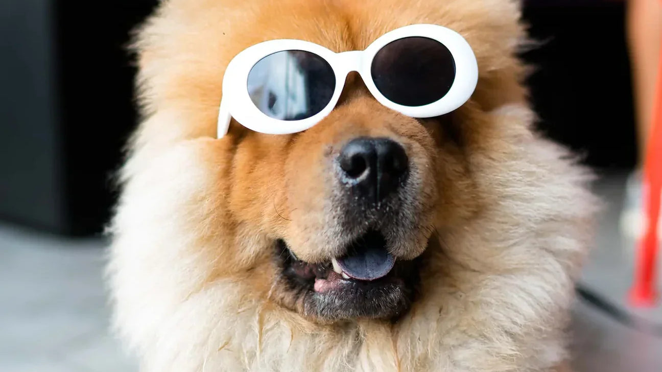 Good Pup's Guide on The Best Times To Feed Your Furry Friend