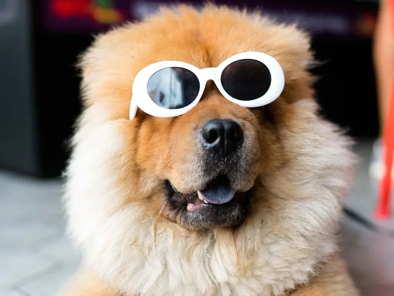 Good Pup's Guide on The Best Times To Feed Your Furry Friend