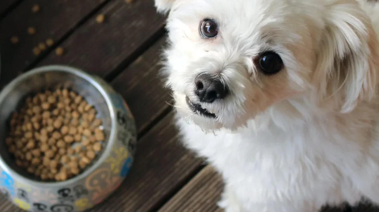 Good Pup's Top 5 Tips On Choosing The Best Healthy Dog Snacks