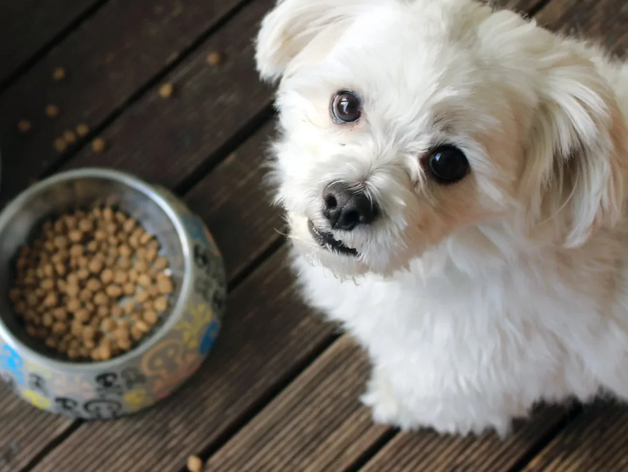 Good Pup's Top 5 Tips On Choosing The Best Healthy Dog Snacks
