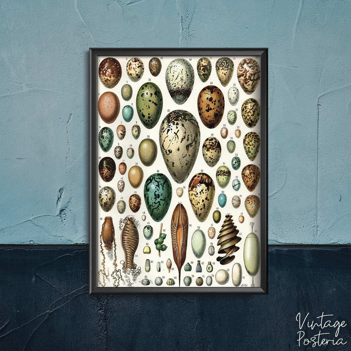 Vintage Eggs Print Adolphe Millot Vintage Poster, Wall Hanging, Retro , Funny Wall Art