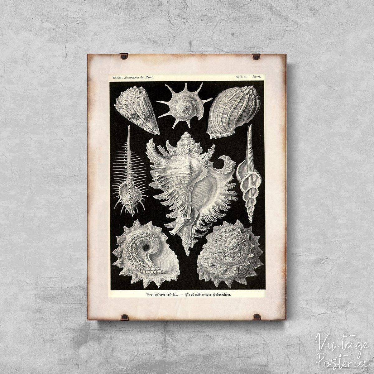  Seashells Prosobranchia Ernst Haeckel Vintage Poster, Self Adhesive Print, Animal Print, Nautical Wall Art