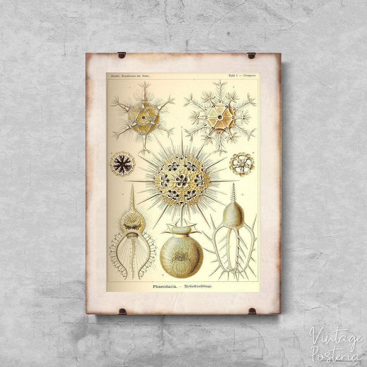  Sea Animal Phaeodaria Ernst Haeckel Vintage Poster, Art Print, Sea Life Poster, Seaside Wall Art