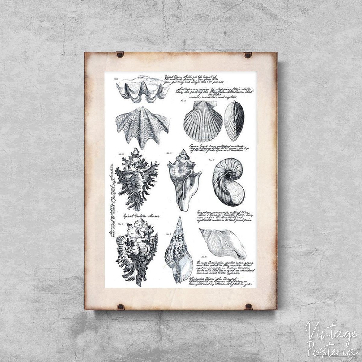  Seashell Poster Vintage Poster, Painting Print, Nautical Wall Art, Seaside Wall Art