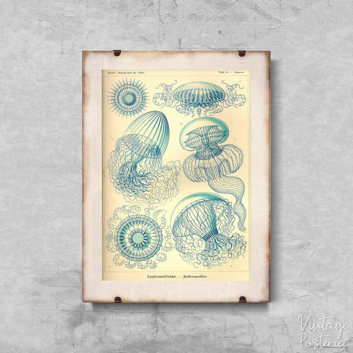  Jellyfish Vintage Leptmedusae Ernst Haeckel Vintage Poster, Vintage Wall Decoration, Ernst Haeckel, Ocean Wall Art