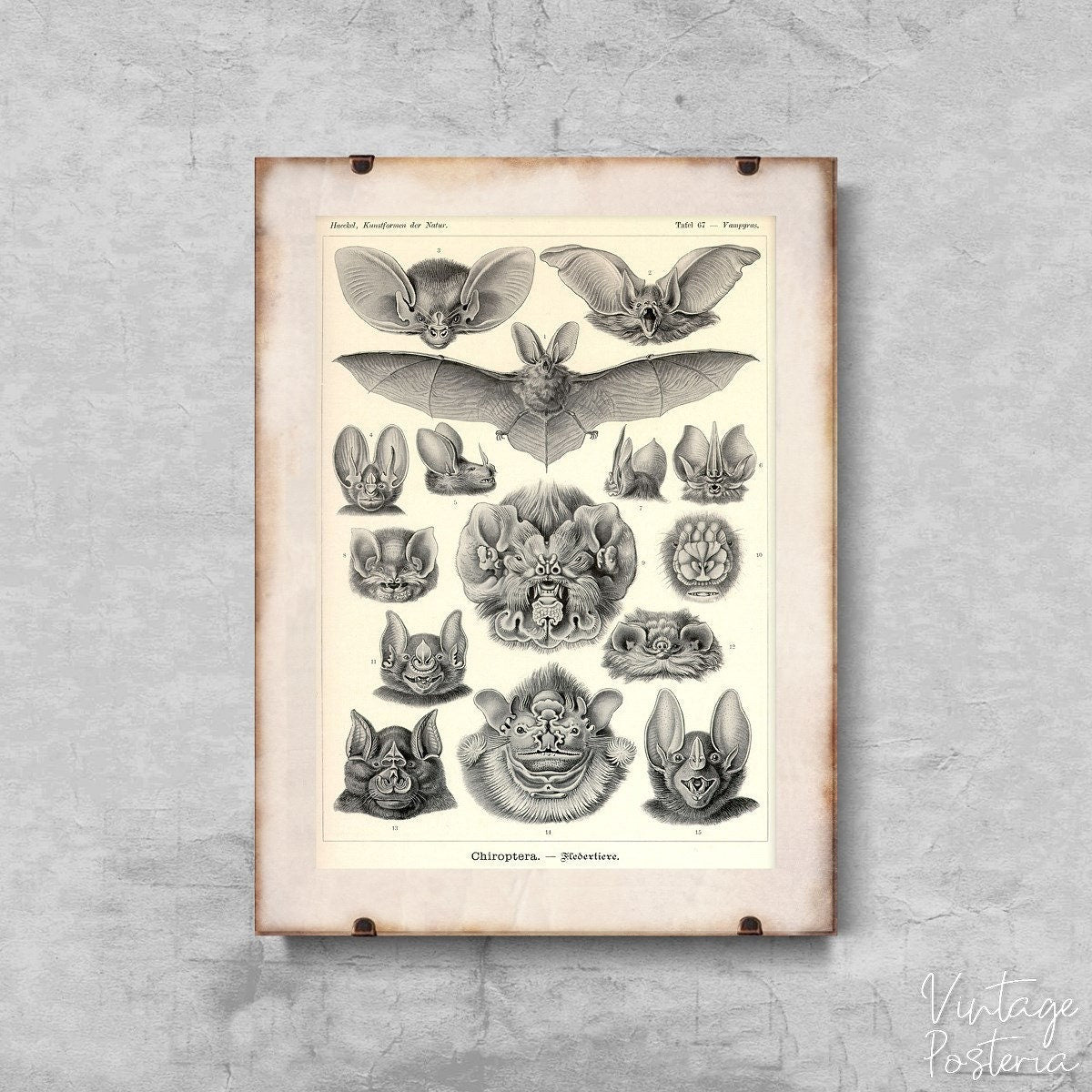  Bats Chiroptera Ernst Haeckel Vintage Poster, Modern Posters, Animal Print, Marine Style
