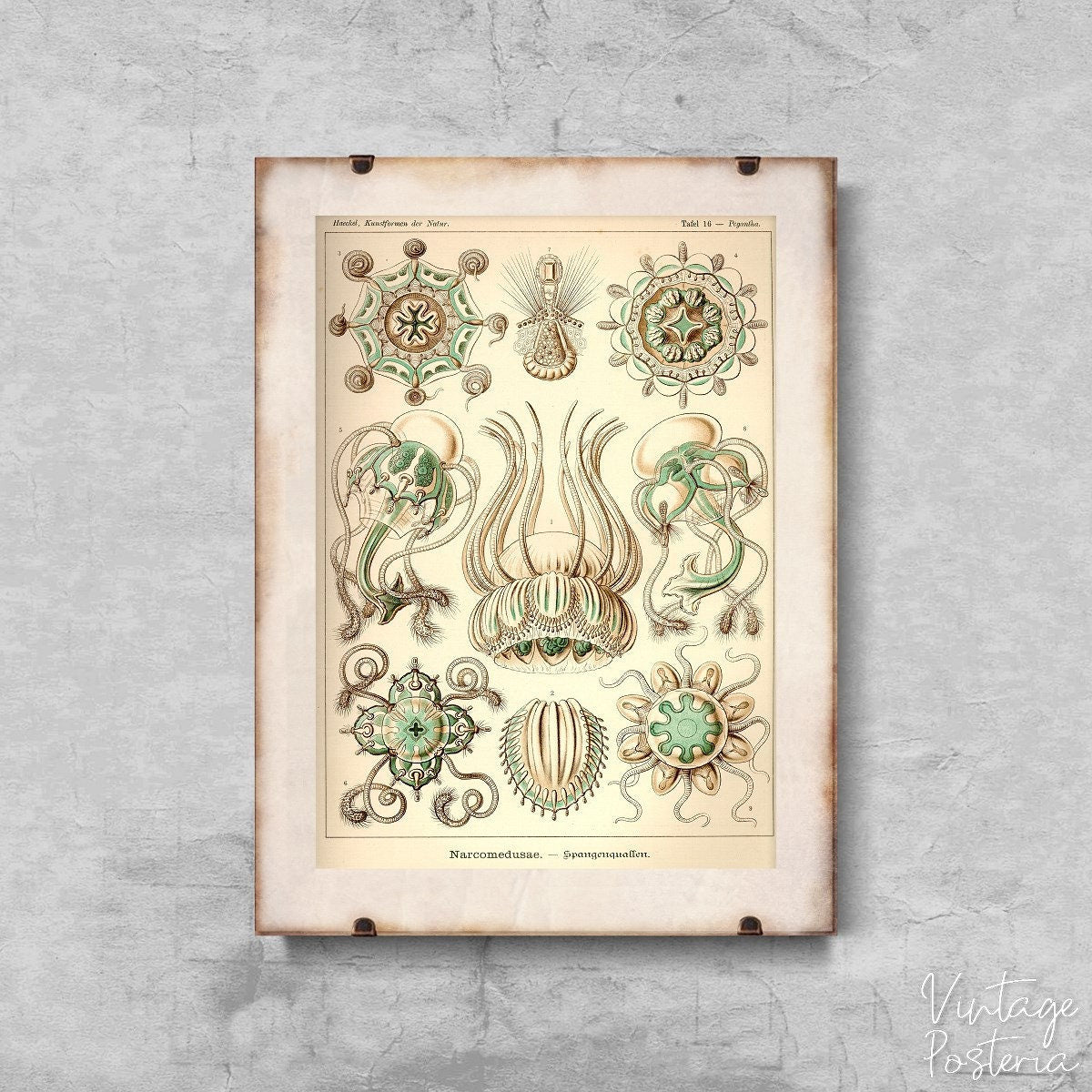  Sea Animal Vintage Narcmedusae Ernst Haeckel Vintage Poster, Modern Wall Decor, Animal Print, Nautical Wall Art