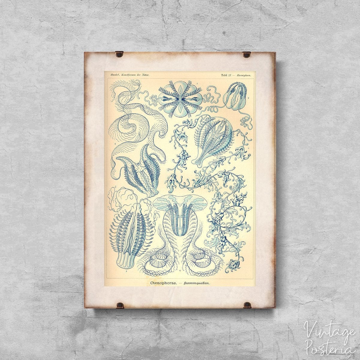  Sea Animal Vintage Ctnenophorae Ernst Haeckel Vintage Poster, Modern Print, Sea Life Poster, Marine Art