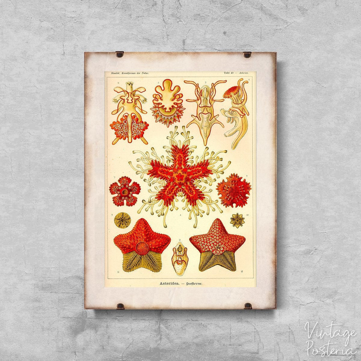  Marine Animal Vintage Asteridea Ernst Haeckel Vintage Poster, Illustration Print, Nautical Prints, Ocean Life Wall Decor