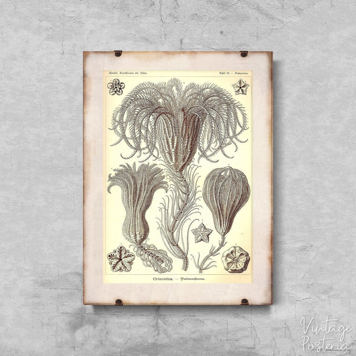  Marine Animal Vintage Crinoidea Ernst Haeckel Vintage Poster, Aesthetic Art, Marine Animals, Ocean Life Wall Decor