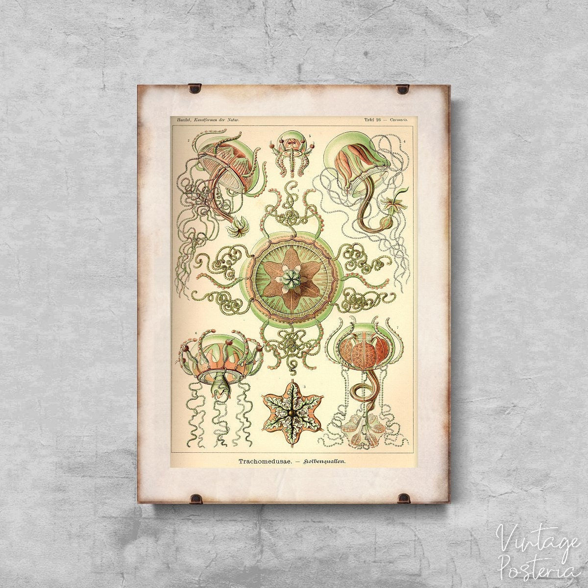  Marine-Animal Jellyfish Trachomedusae Ernst Haeckel Vintage Poster, Self Adhesive Print, Sea Life Poster, Sea Wall Art