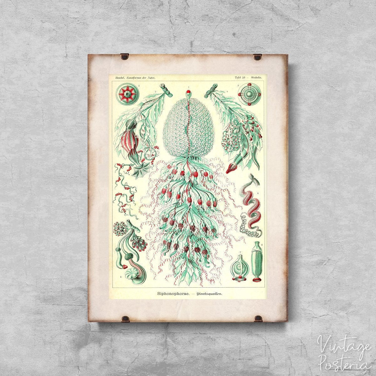  Animal Vintage Sihonophorae Ernst Haeckel Vintage Poster, Modern Wall Decor, Haeckel Poster, Ocean Life Wall Decor