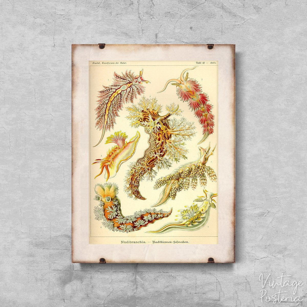  Vintage Mollusk Nudibranchia Ernst Haeckel Vintage Poster, Aesthetic Art, Tropical Art, Marine Style