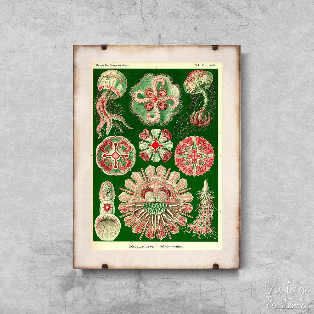 Jellyfish Vintage Discomedusae Ernst Haeckel Vintage Poster, Art Print, Ernst Haeckel, Seaside Wall Art