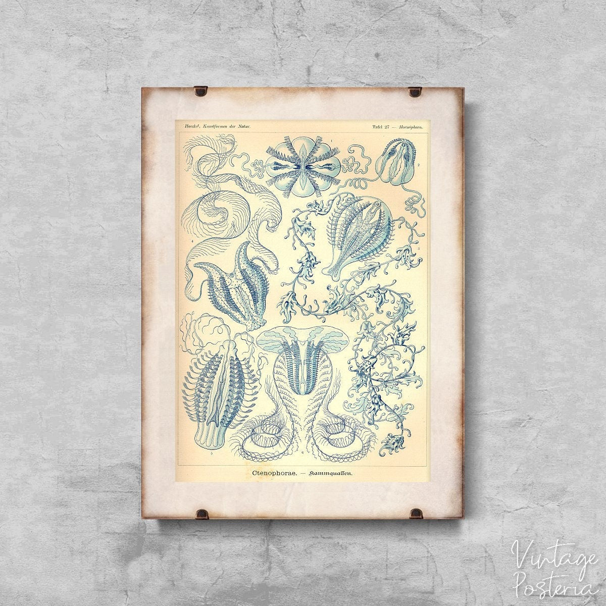  Vintage Sea Art Ctenohorae Ernst Haeckel Vintage Poster, Aesthetic Wall Hangings, Seaside Style, Sea Wall Decor