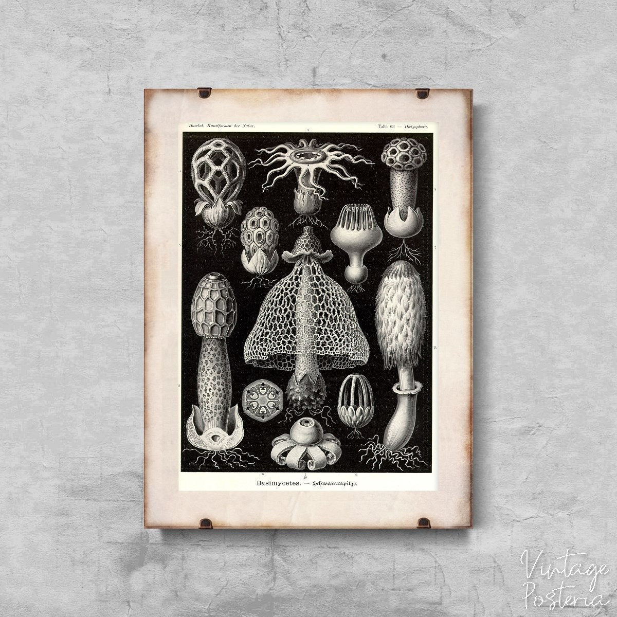 Vintage Sea Mushroom Basimycetes Ernst Haeckel Vintage Poster, Illustration Print, Haeckel Art Print, Nautical Style 