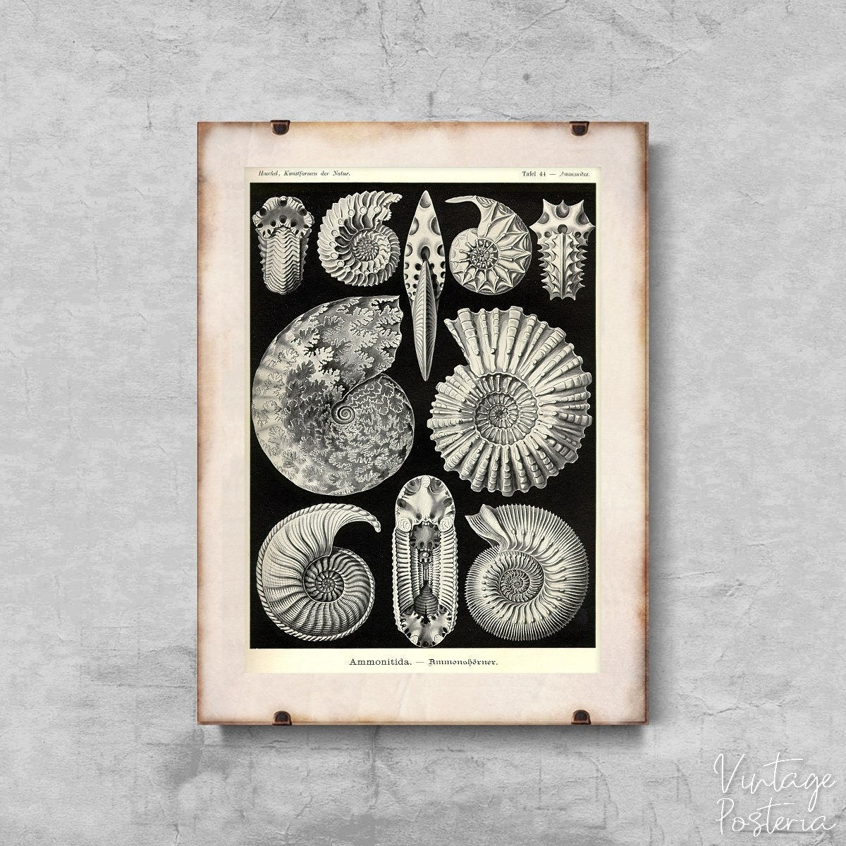  Vintage Sea Shell Anmonitida Ernst Haeckel Vintage Poster, Vintage Wall Art, Nautical Prints, Marine Art
