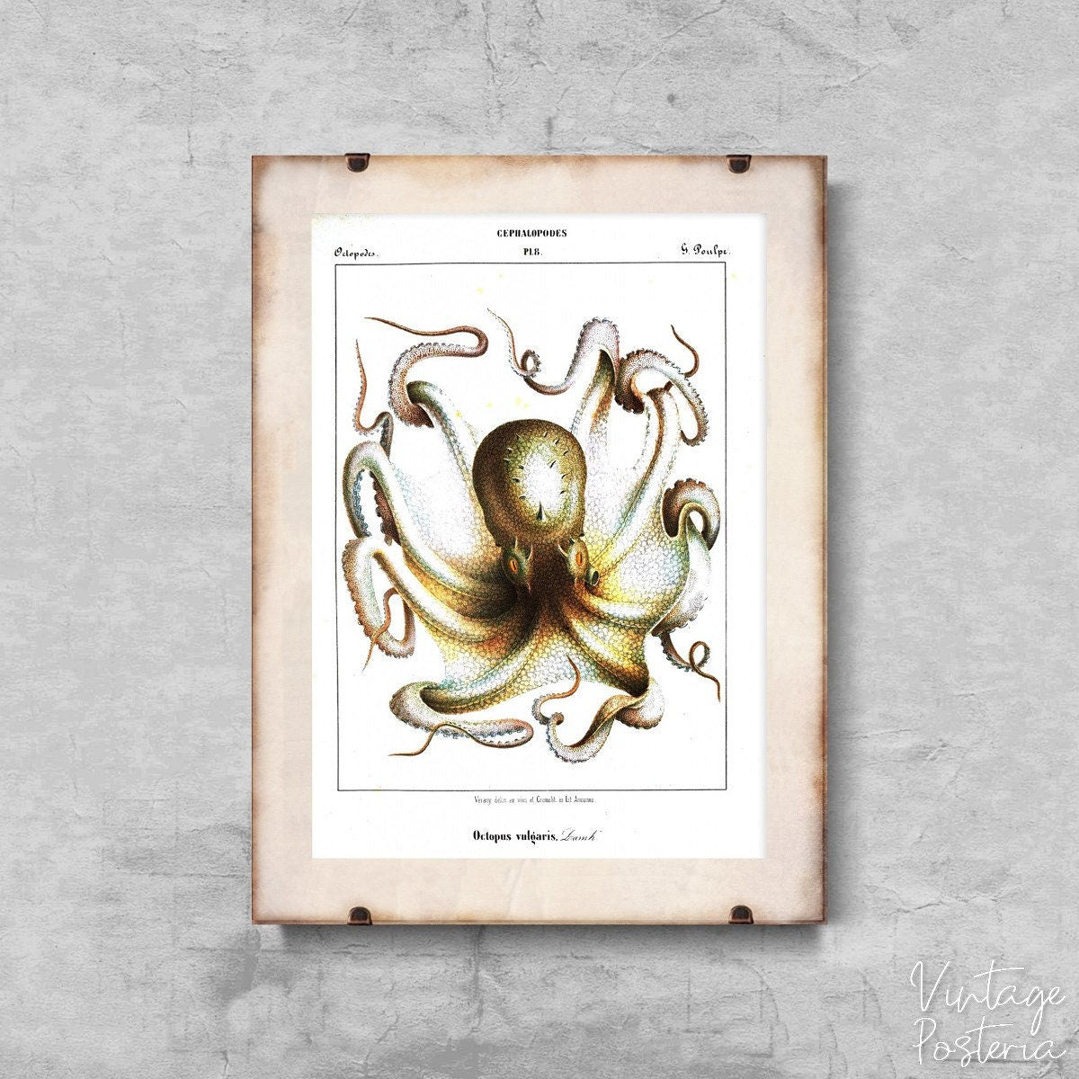  Octopus Vulgaris Cephalopodes Vintage Poster, Art Print, Ernst Haeckel, Nautical Wall Art
