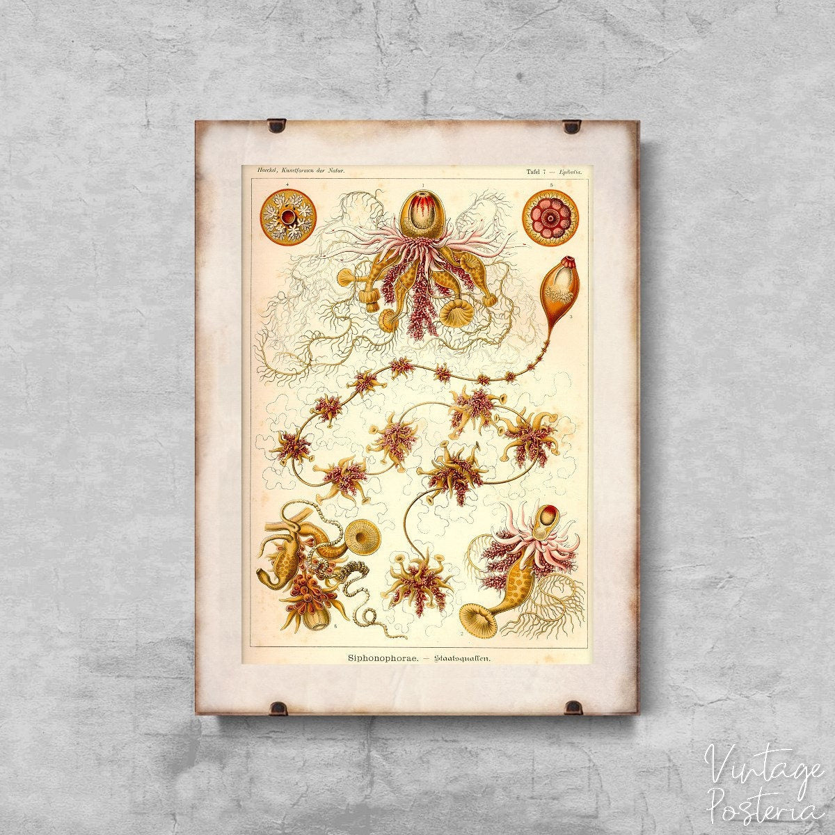  Vintage Nautical Siphonophorae Ernst Haeckel Vintage Poster, Self Adhesive Print, Haeckel Art Print, Marine Art