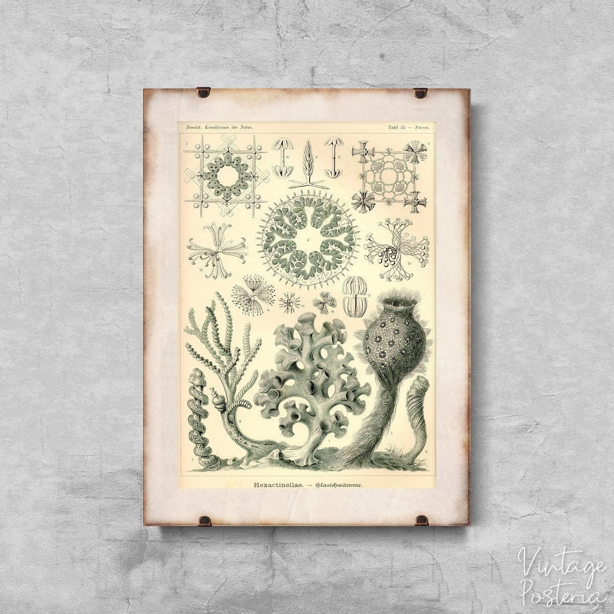  Vintage Nautical Sea Xexactinellae Ernst Haeckel Vintage Poster, Vintage Home Decor, Nautical Wall Art, Sea Wall Decor