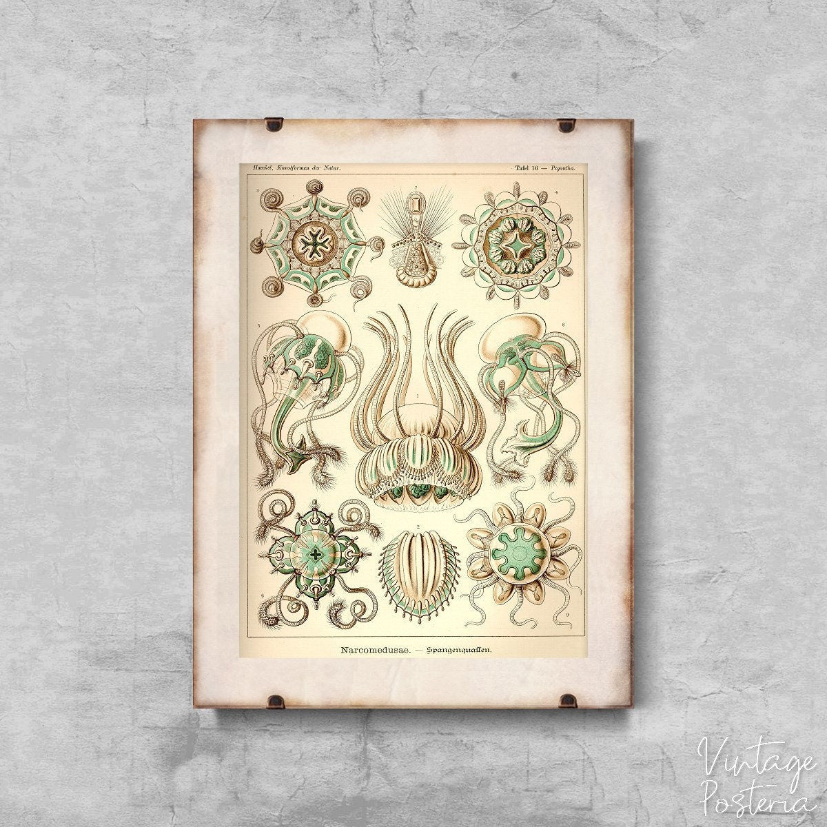  Vintage Jellyfish Marine Narcomedusae Ernst Haeckel Vintage Poster, Self Adhesive Print, Marine Animals, Seaside Wall Art