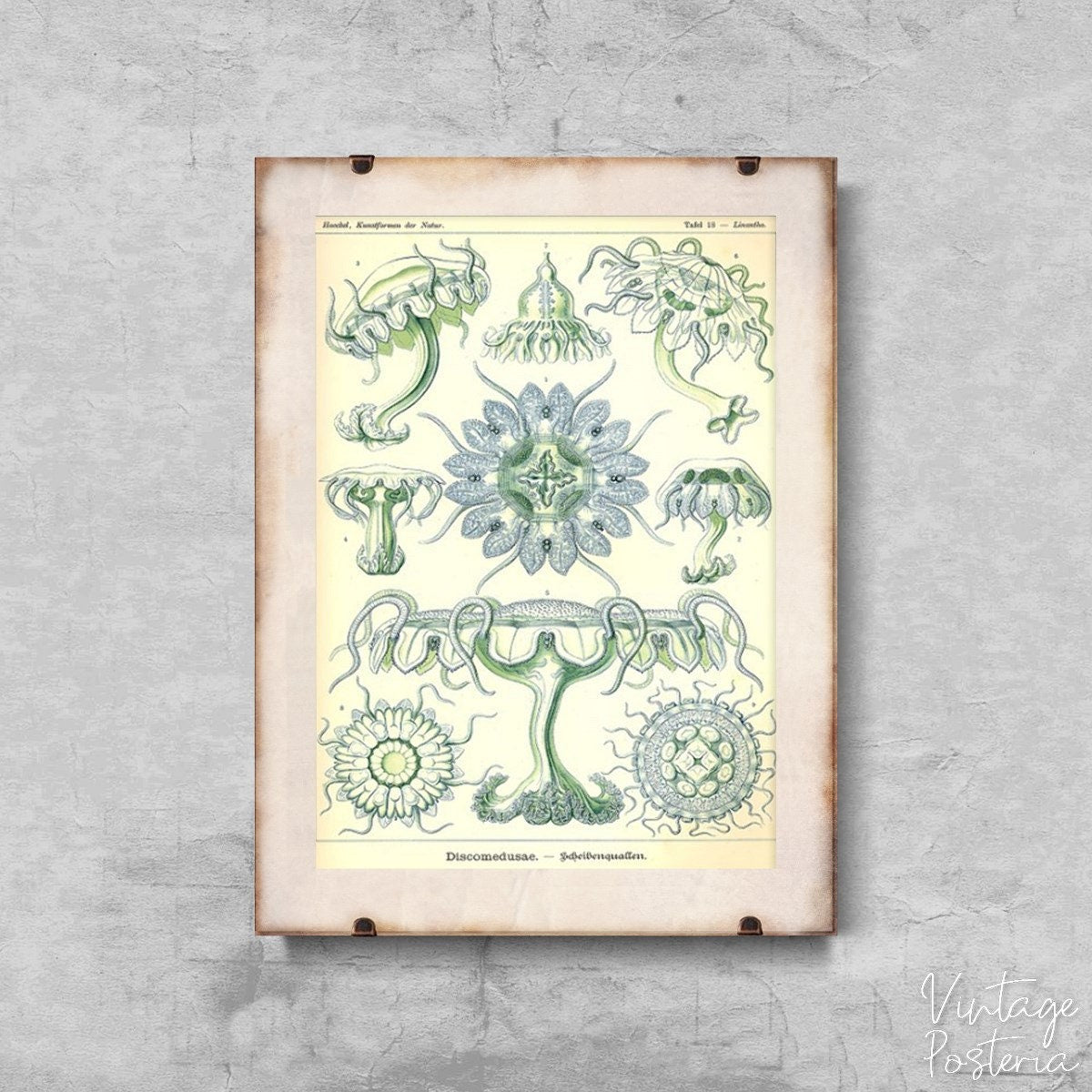  Jellyfish Marine Discomedusae Ernst Haeckel Vintage Poster, Cotton Canvas, Nautical Wall Art, Nautical Style