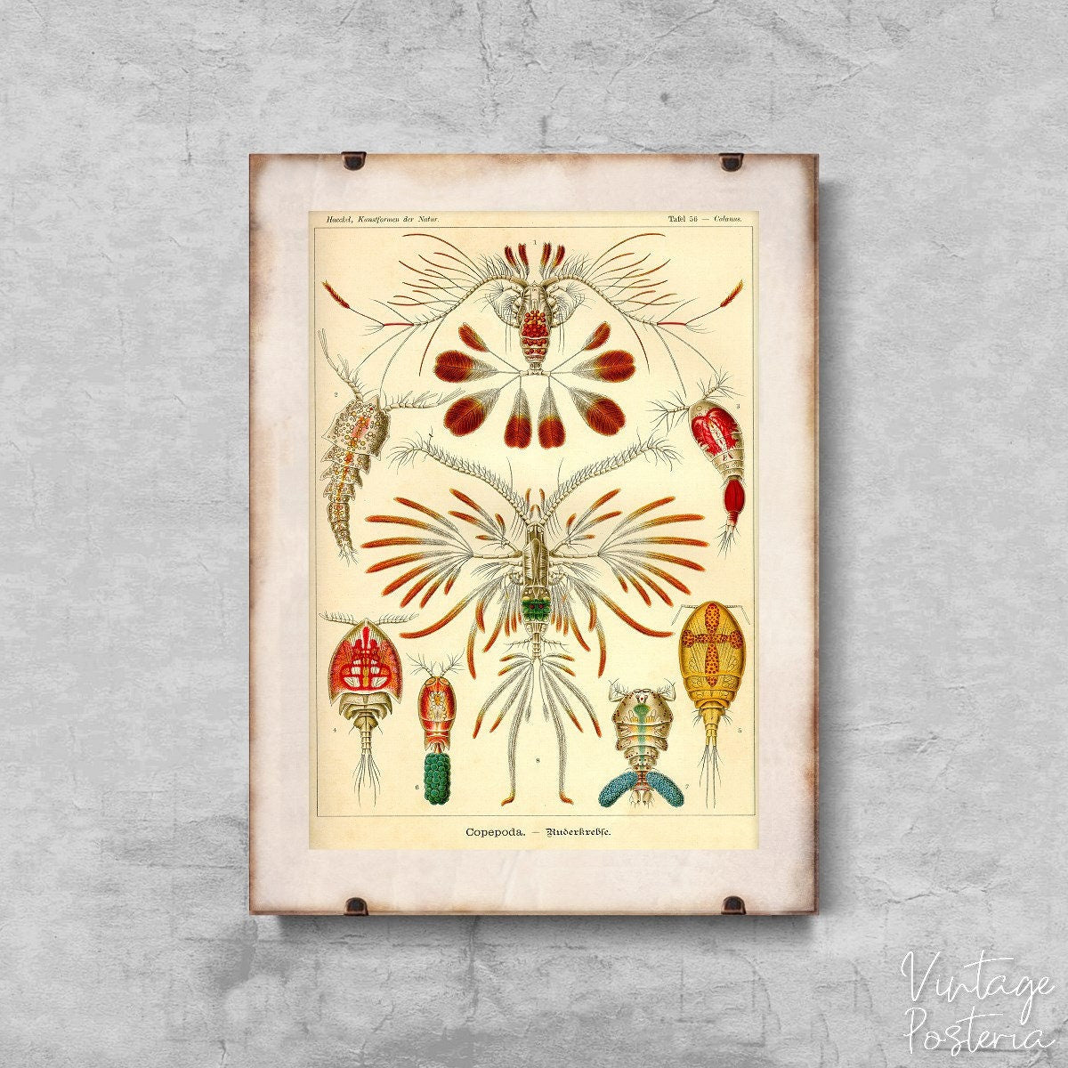  Marine Copeoda Ernst Haeckel Vintage Poster, Cotton Canvas, Tropical Art, Nautical Wall Decor