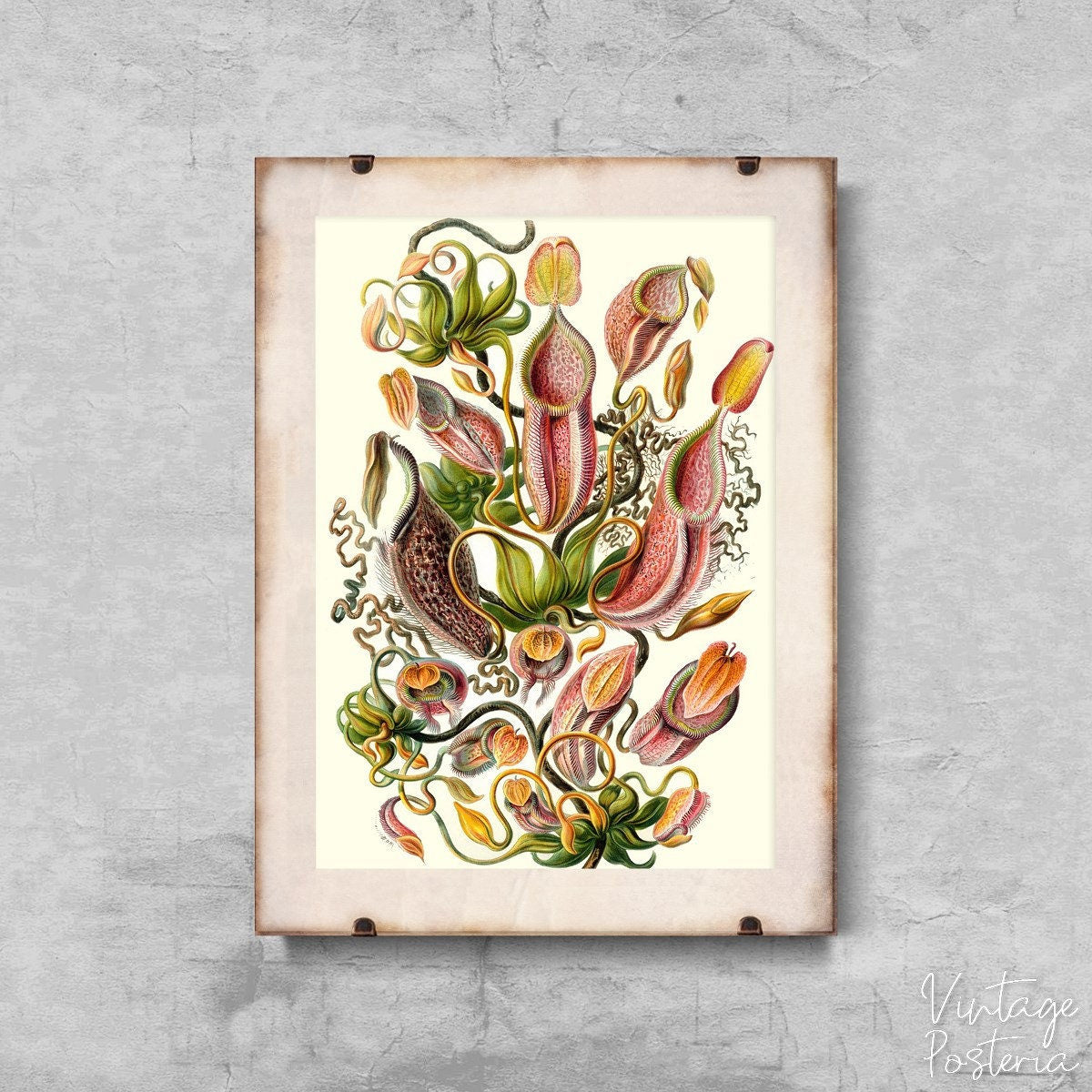  Flower Pitcher Carnivorous Plant Ernst Haeckel Vintage Poster, Modern Print, Haeckel Art Print, Nautical Wall Decor