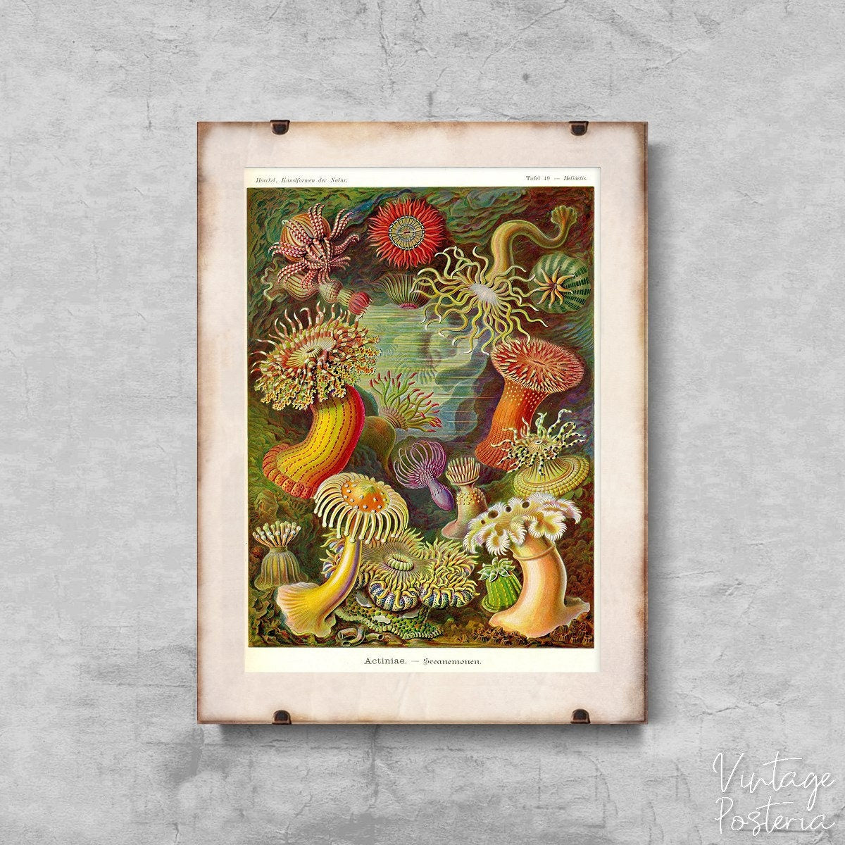  Animal Actiniae Haeckel Ernst Vintage Poster, Vintage Wall Art, Animal Print, Nautical Wall Decor