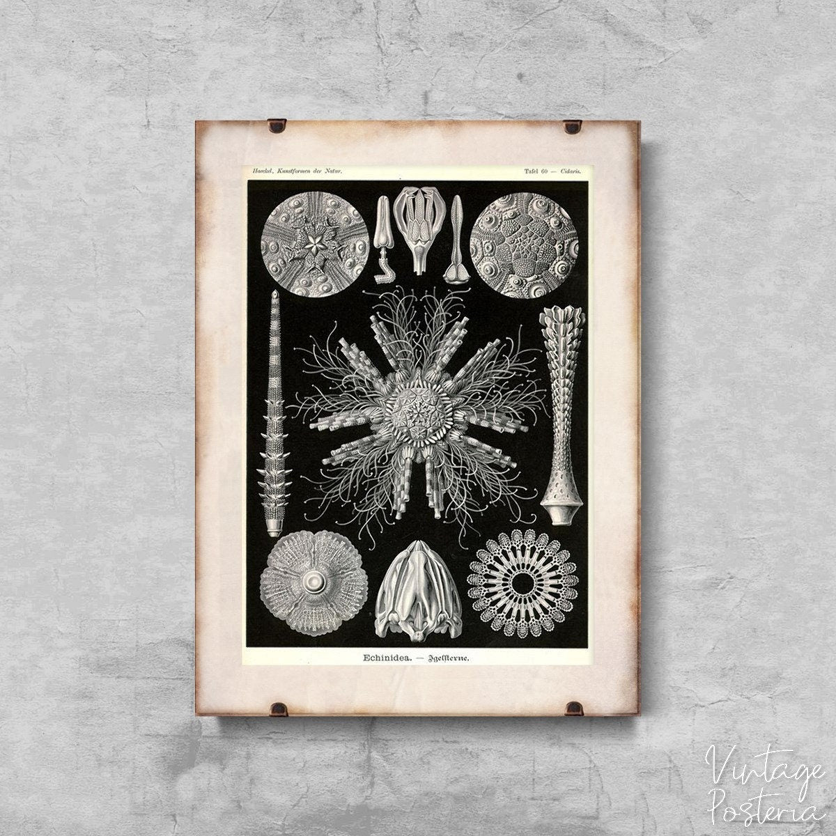 Sea Urchin Echinidea Ernst Heackel Vintage Poster, Vintage Print, Seaside Style, Marine Style