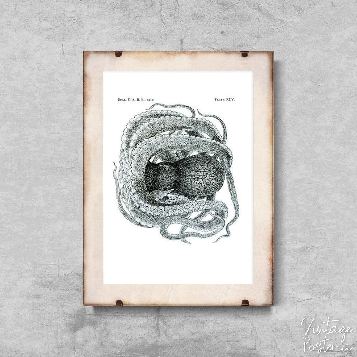  Octopus Plate Vintage Poster, Vintage Wall Decoration, Ernst Haeckel, Marine Wall Hanging