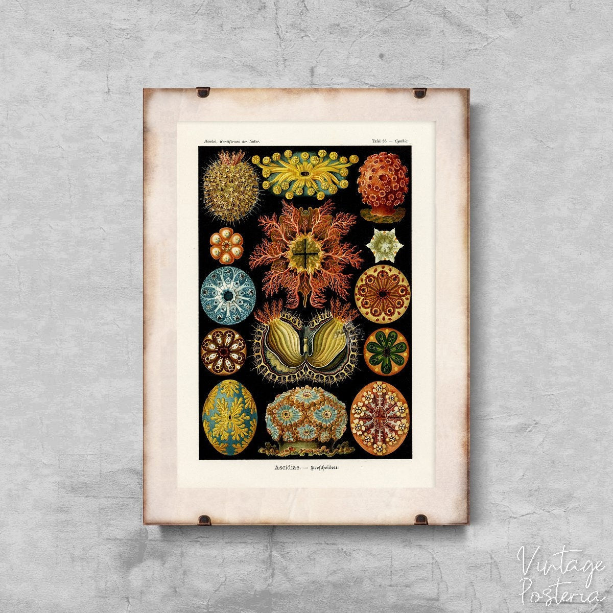  Sea Animal Ascidiae Haeckel Ernst Vintage Poster, Modern Posters, Ernst Haeckel, Sea Wall Art