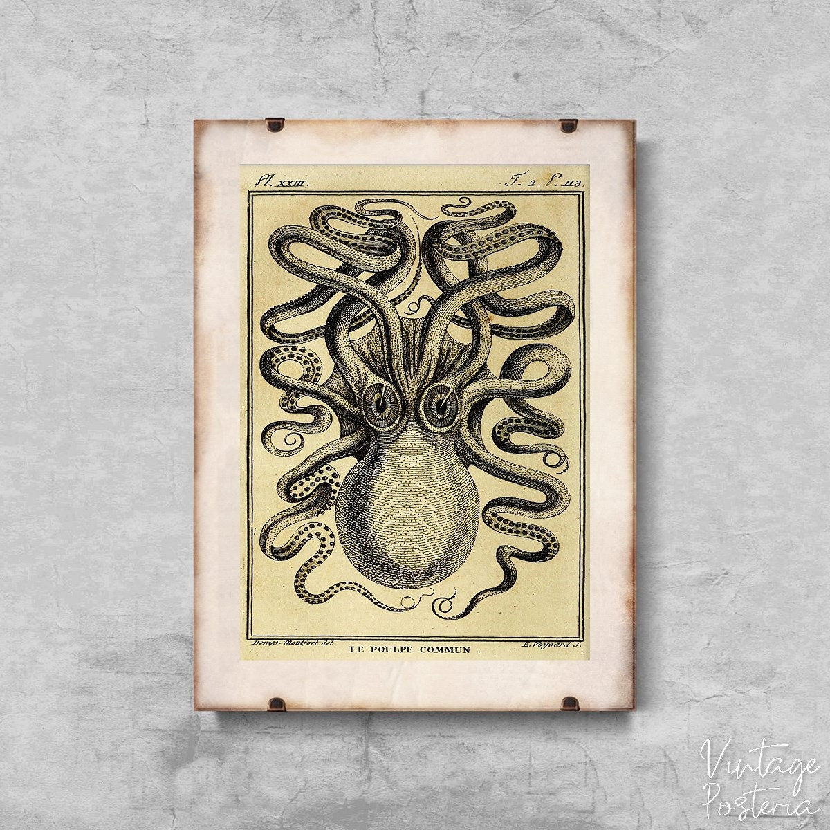  Vintage Octopus Print Haeckel Ernst Vintage Poster, Self Adhesive Poster, Haeckel Art Print, Nautical Wall Decor