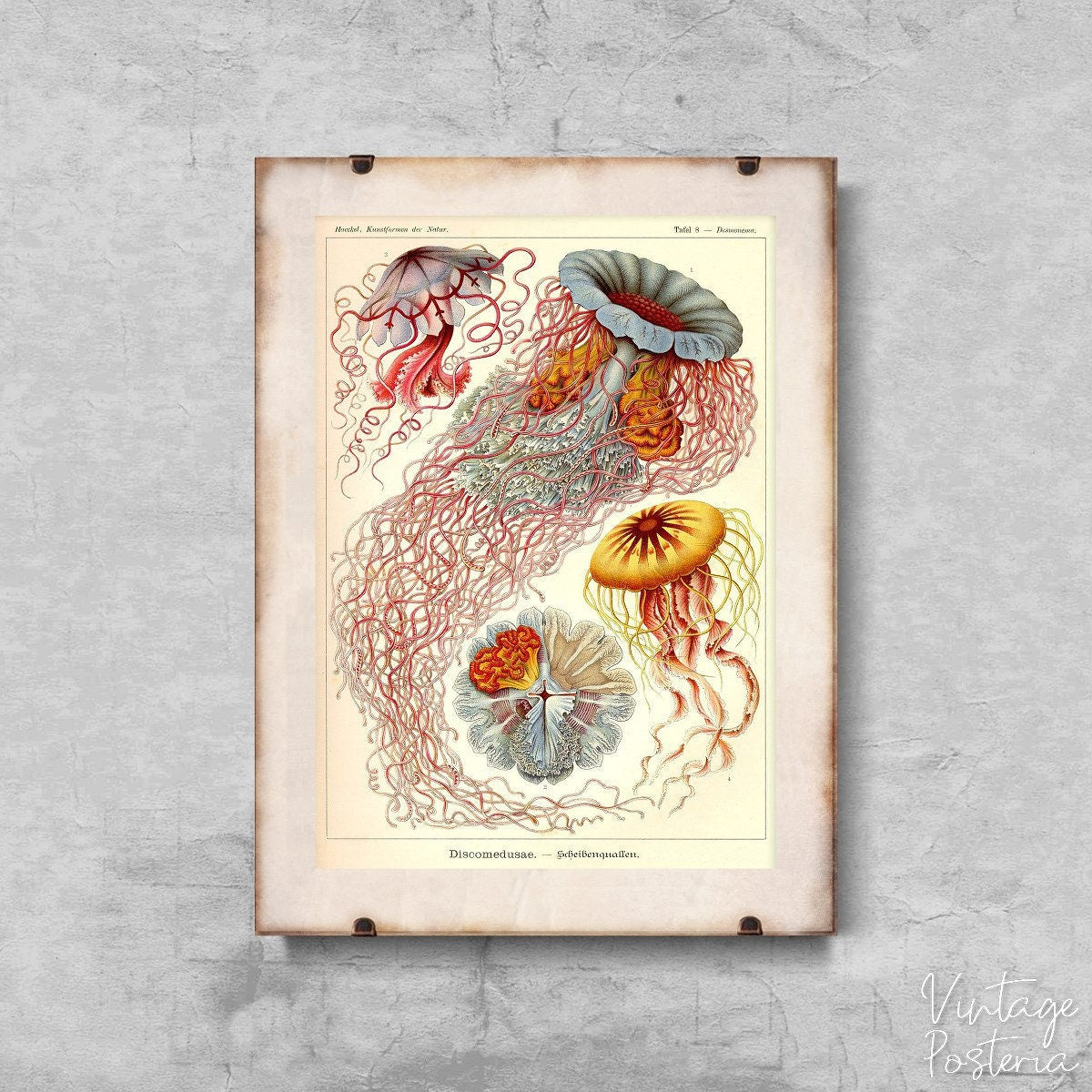  Antique Jellyfish Print Haeckel Ernst Vintage Poster, Vintage Poster, Haeckel Art Print, Nautical Wall Decor