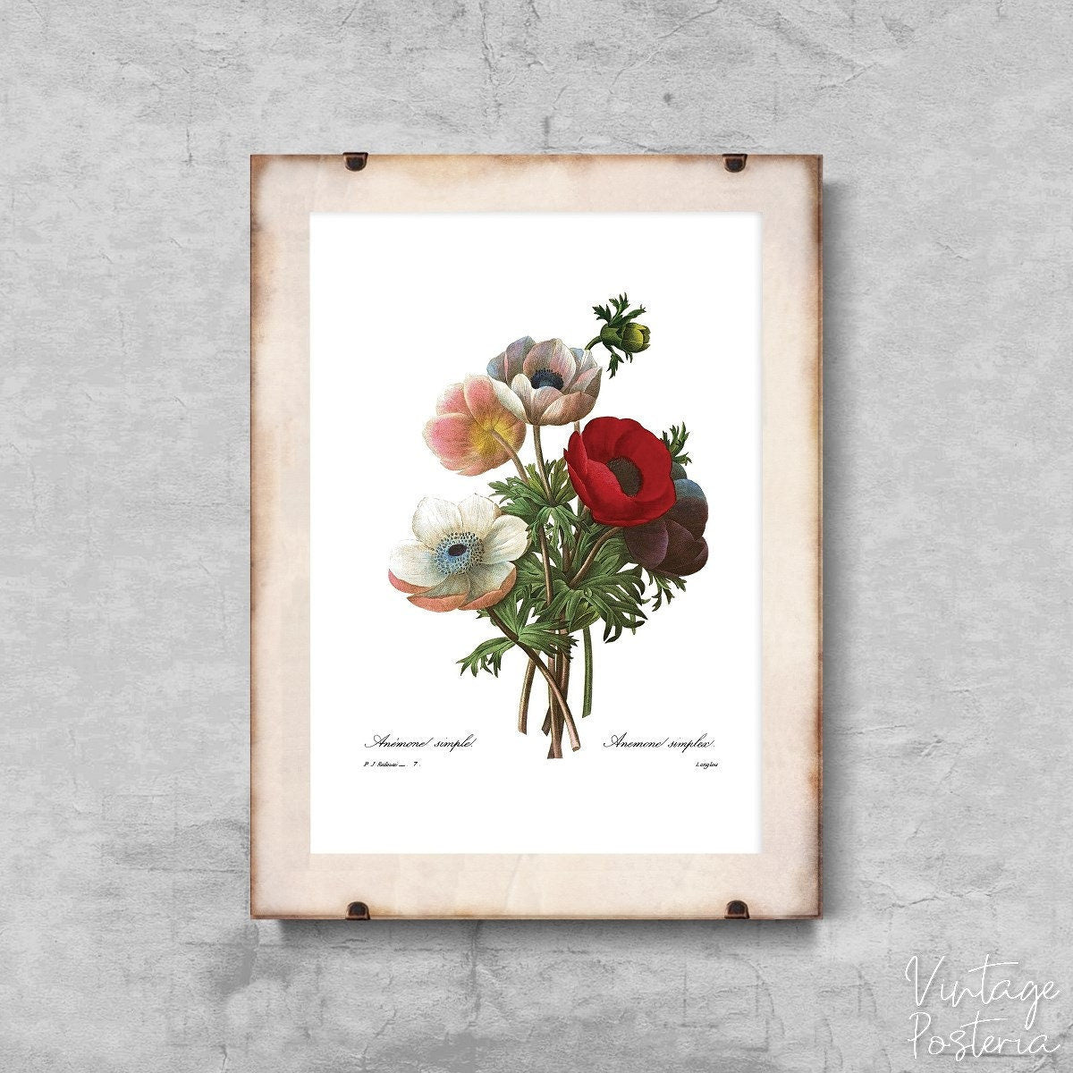  Vintage Flower Anomone Print Vintage Poster, Vintage Print, Vintage Botanical, Botanic Art