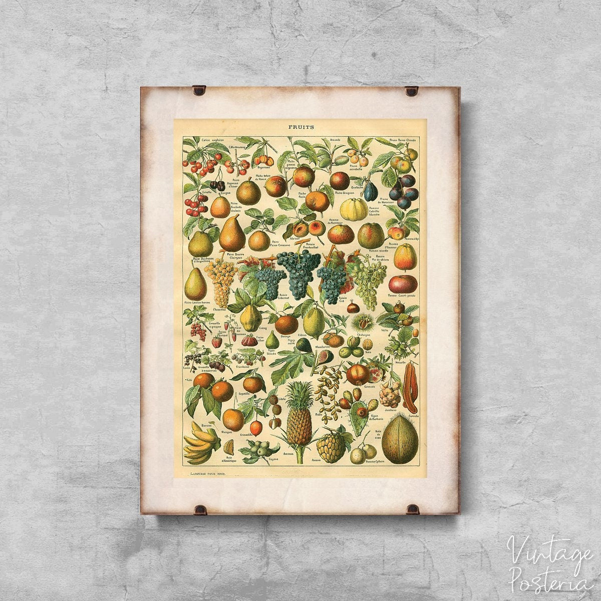  Vintage Fruit Print Adolphe Millot Vintage Poster, Wall Hanging, Vintage Flower, Floral Wall Decor