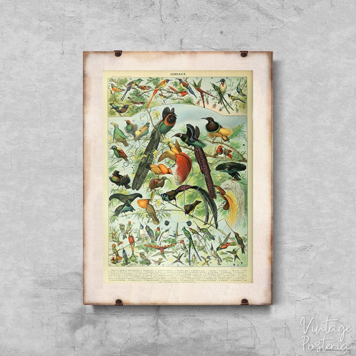  Adolphe Millot Oiseaux Bird Vintage Poster, Self Adhesive Poster, Botanical Prints, Shrubs Art