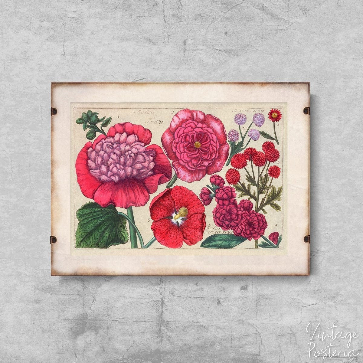  Pink Flower Print Vintage Art Reproduction Vintage Poster, Self Adhesive Print, Botanical Art, Flora Wall Decor