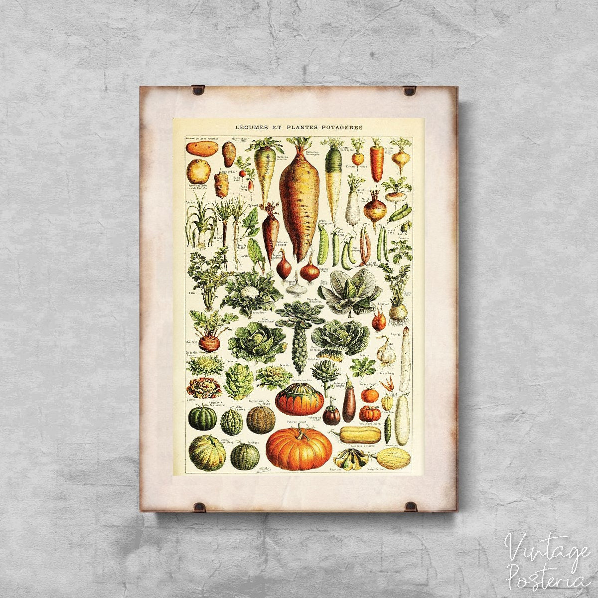  Adolphe Millot Legume Et Plante Potageres Vintage Poster, Vintage Poster, Flower Illustration, Flowery Art