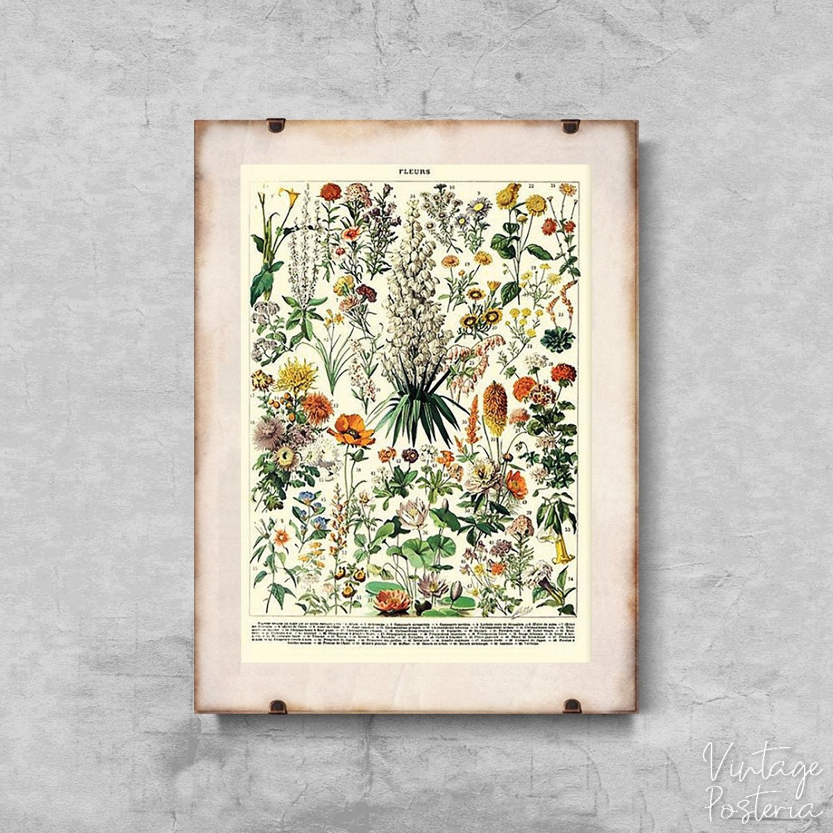  Vintage Flower Print Adolphe Millot Vintage Poster, Vintage Wall Decoration, Botanical Prints, Flowery Decor