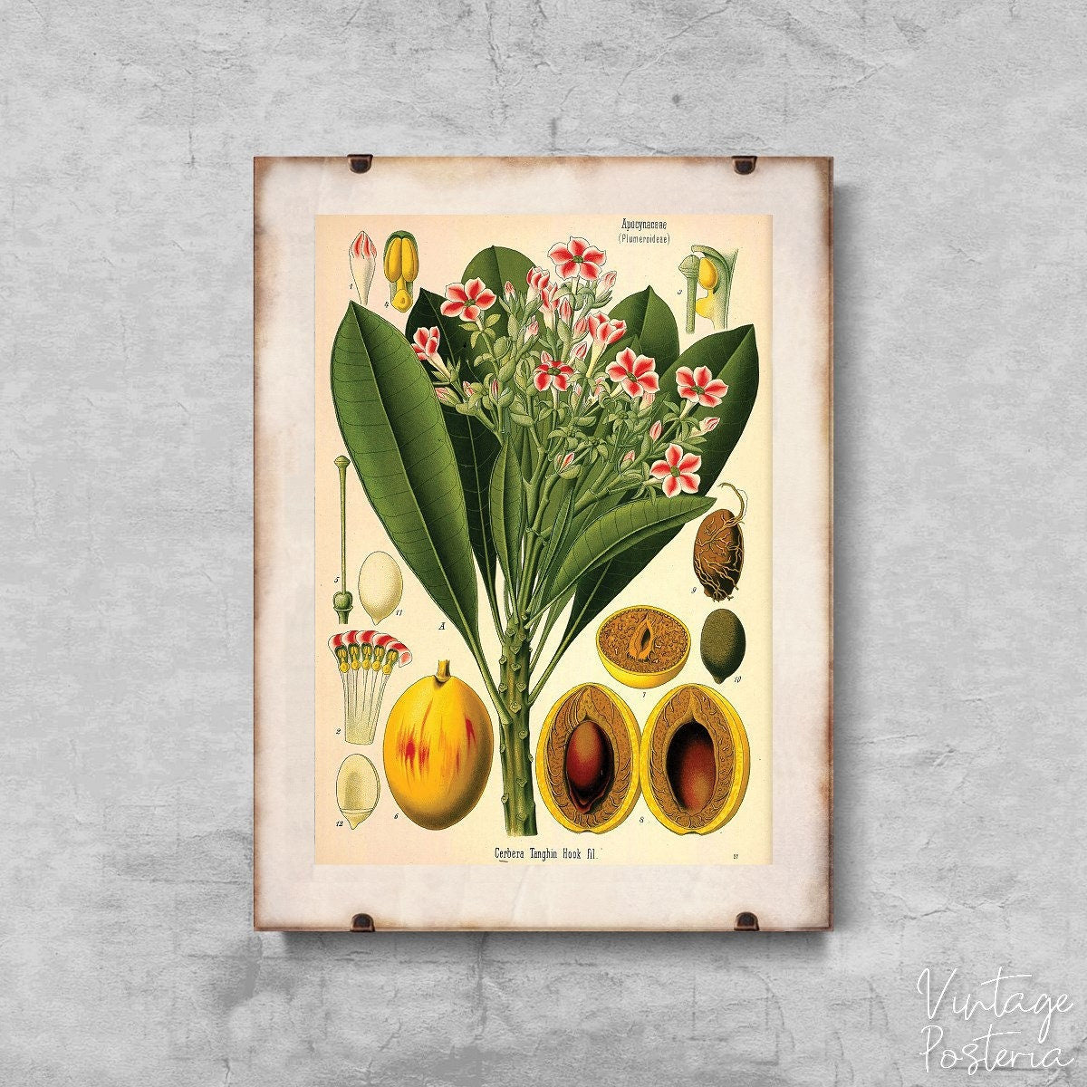  Vintage Botanical Apocyaceae Print Vintage Poster, Painting Print, Vintage Flower, Plants Wall Decor