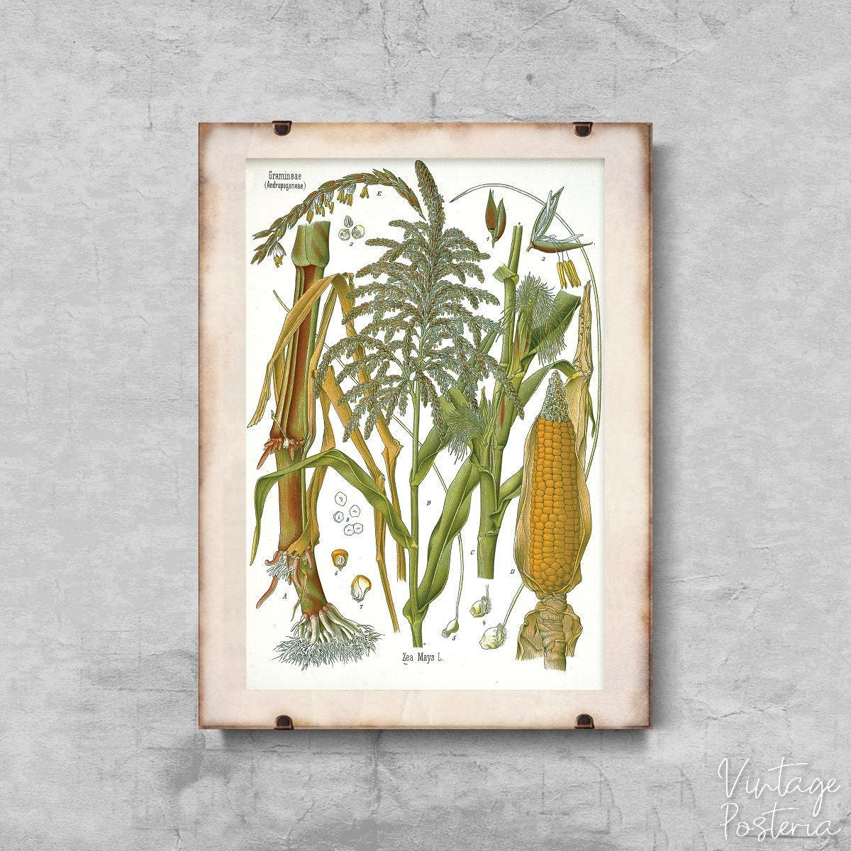  Vintage Botanical Print Poaceae Botanical Vintage Poster, Modern Posters, Plants Art, Floral Illustration