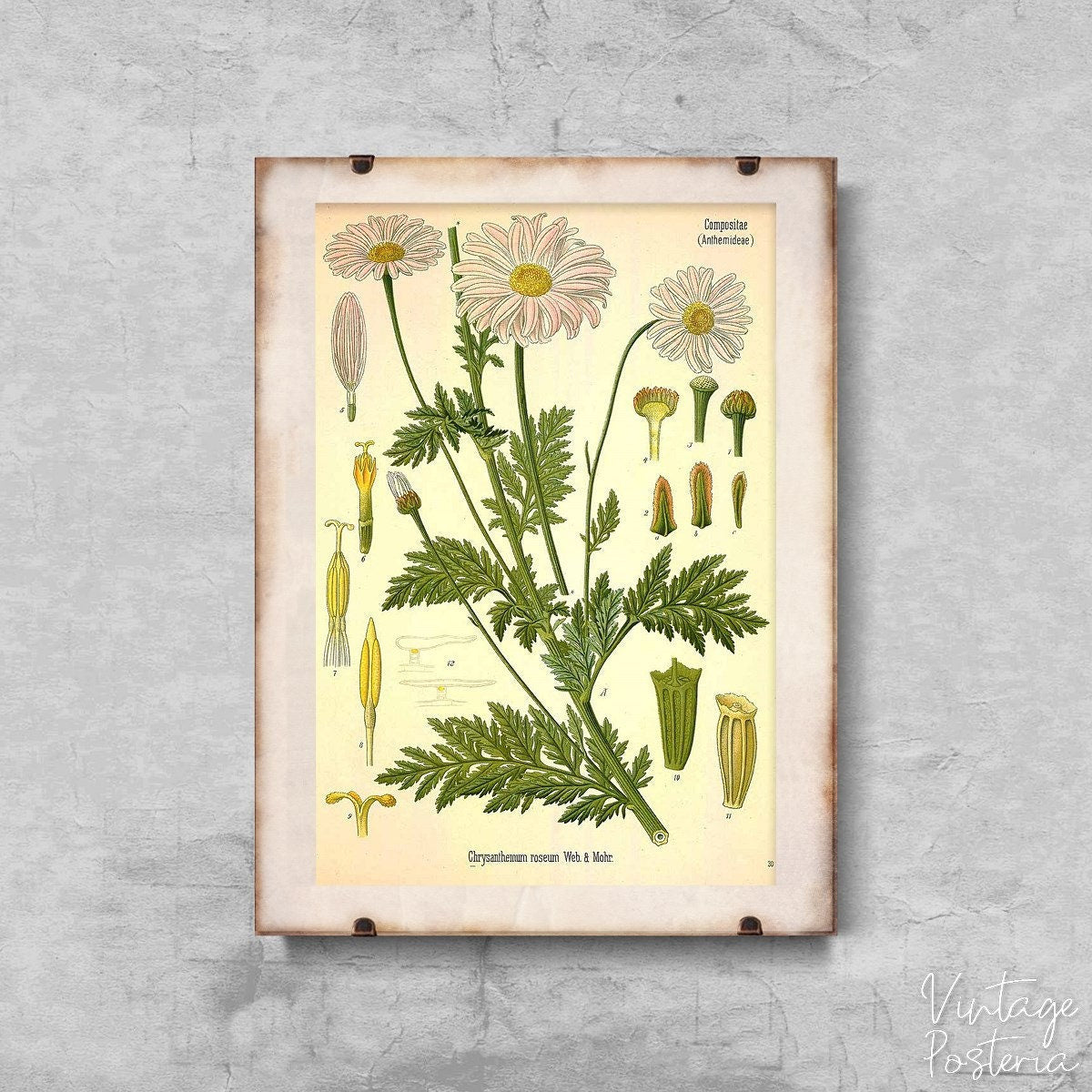  Vintage Botanical Print Anthemideae Compositae Vintage Poster, Illustration Print, Plants Art, Floral Art