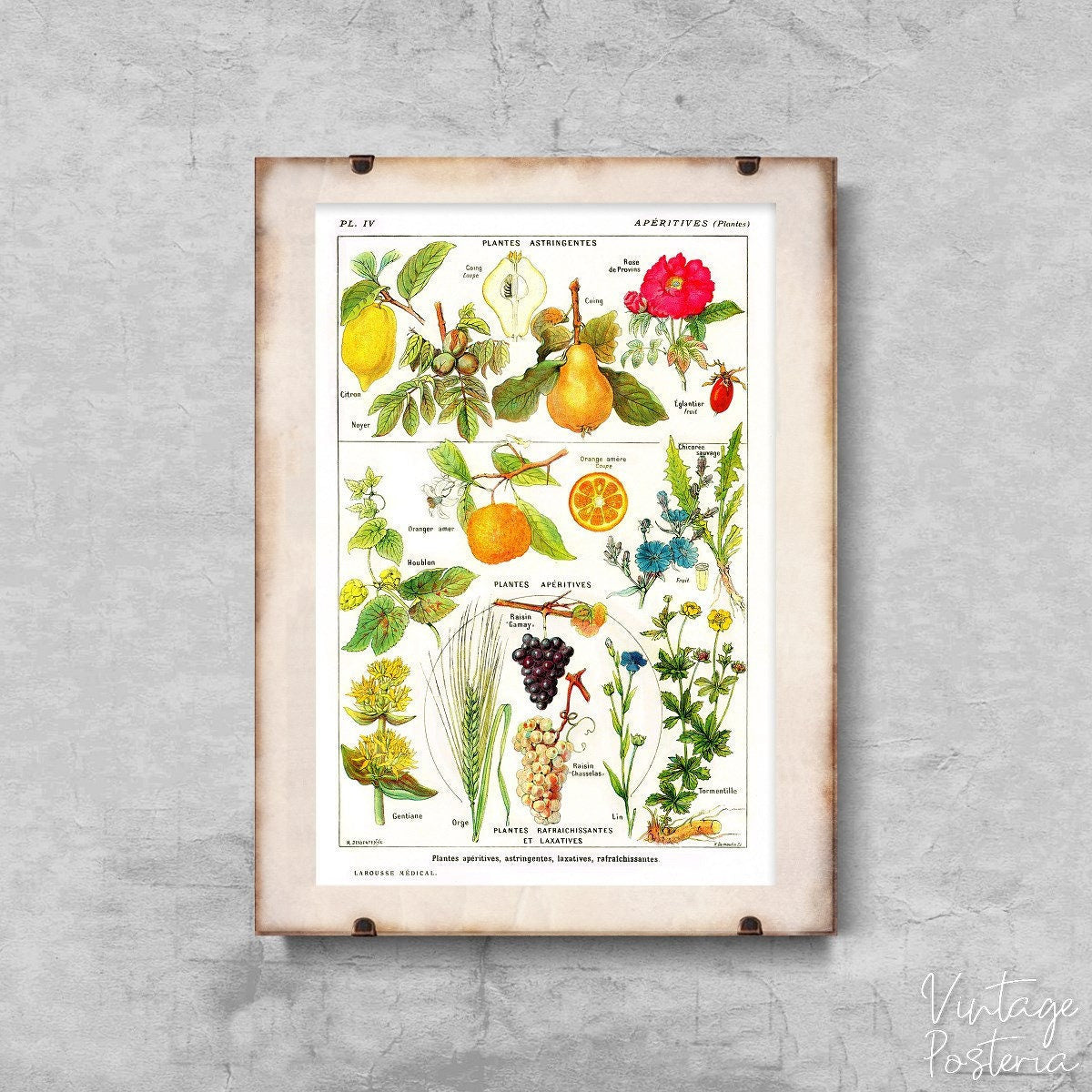  Vintage Botanical Print Plante Apéritive Vintage Poster, Self Adhesive Print, Flower Art, Herbs Decor