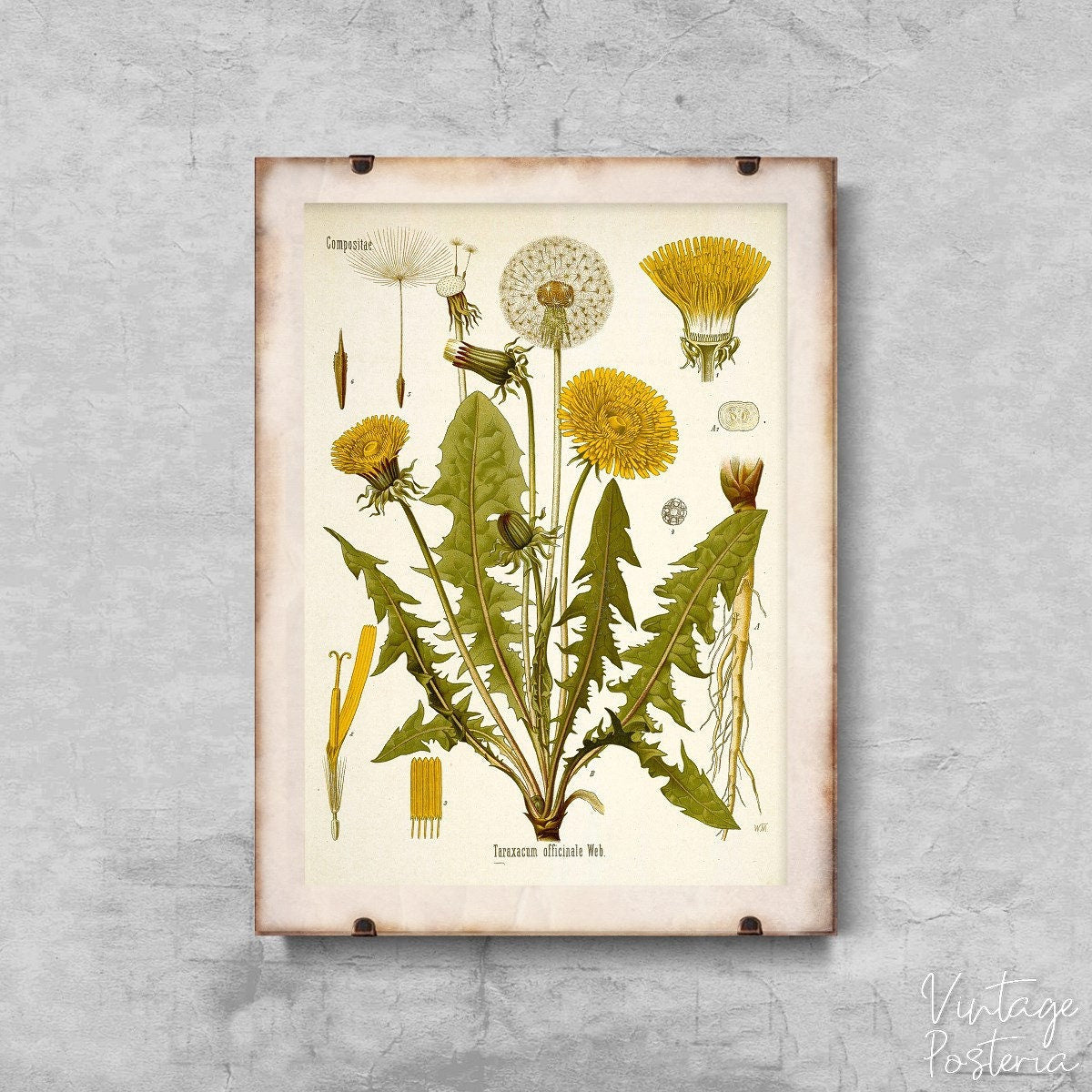  Teraxacum Officinale Dandelion Print Vintage Poster, Vintage Print, Plants Art, Botanic Art