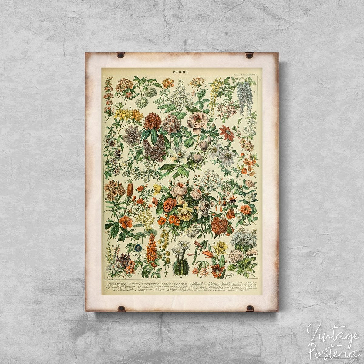  Adolphe Millot Fleurs Vintage Poster, Artistic Poster, Botanical Art, Bush Wall Print