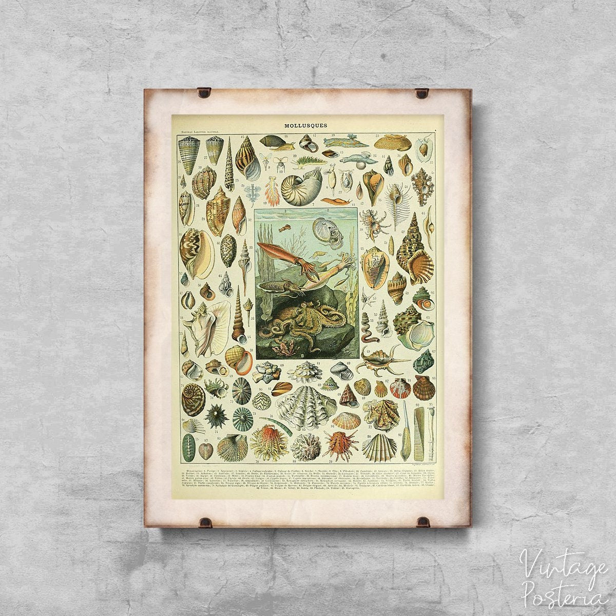  Adolphe Millot Mollusques Vintage Poster, Modern Posters, Millot Poster, Flowery Decor