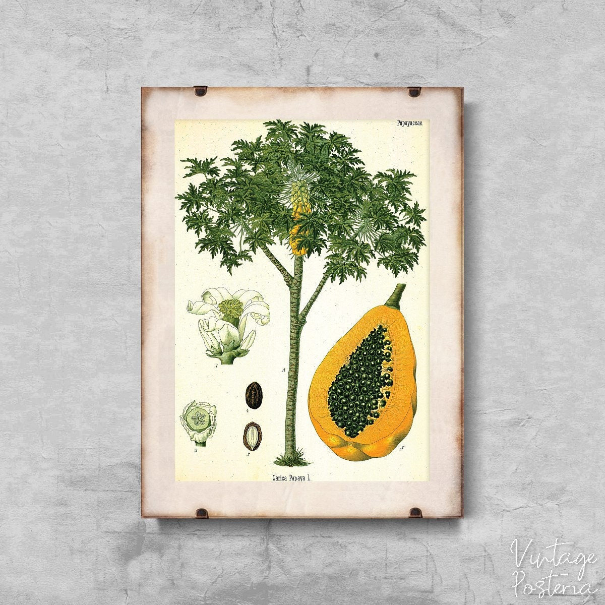  Papaya Fruit Tree Antique Botanical Print Vintage Poster, Painting Print, Vintage Flower, Floral Art