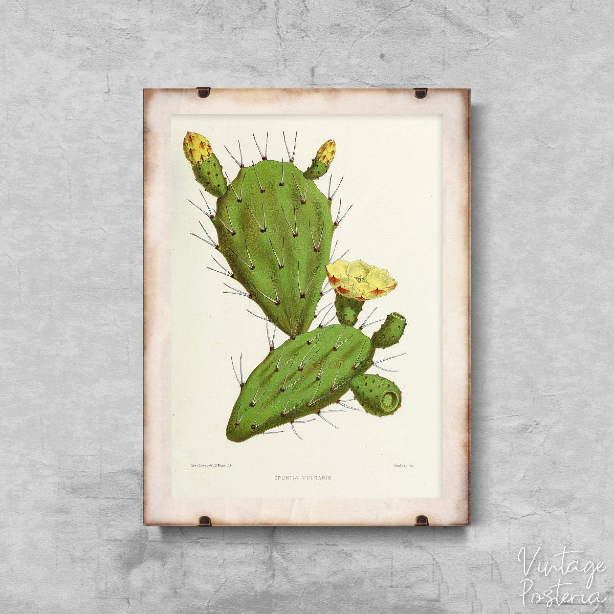  Vintage Cactus Illustration Flower Opuntia Vulgaris Vintage Poster, Self Adhesive Print, Adolphe Millot Print, Floral Wall Decor