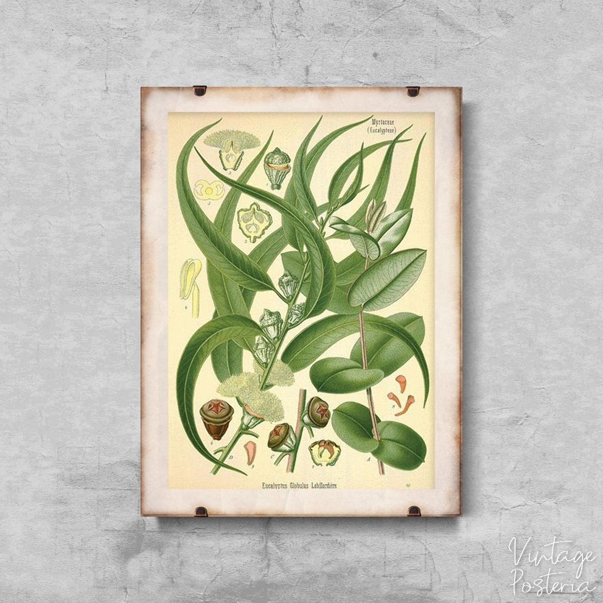  Vintage Eucalyptus Illustration Vintage Poster, Modern Wall Decor, Garden Wall Art, Floral Illustration